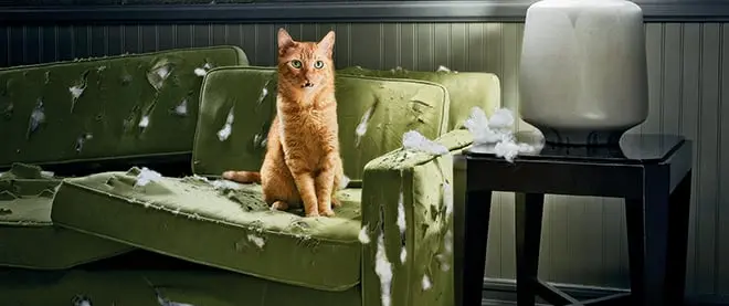 The Cat Whisperer knows what to do if your cat’s a brat