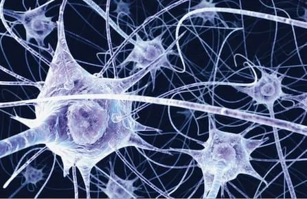 B0004164 Neurons in the brain - illustration