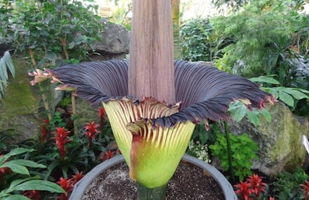 Corpse_flower