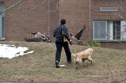 Harris and Molson