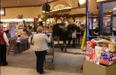 moose in Smithers