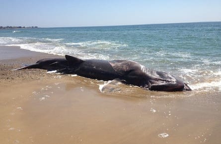 Dead Shark Ashore