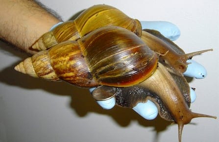 Giant African Land Snail