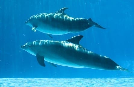 dolphins