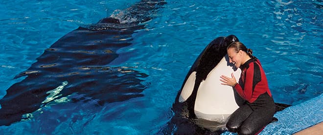 A killer whale gone very bad