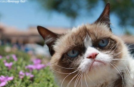GrumpyCat