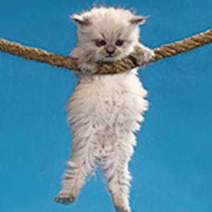 Cat300x300