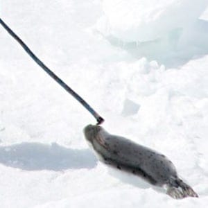 seal-hunt-300
