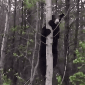 Bear Alberta 300x300