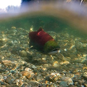 Sockeye salmon journey 20101007