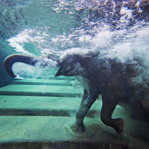 APTOPIX Germany Zoo