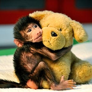 Baby Baboon Refused by its Mother