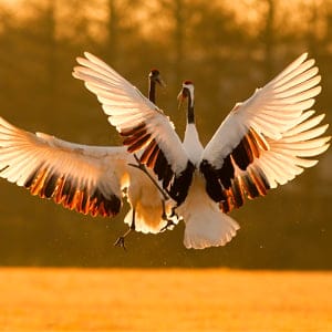 Wildlife in Japan's northern island of Hokkaido