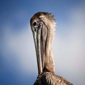 PELICAN