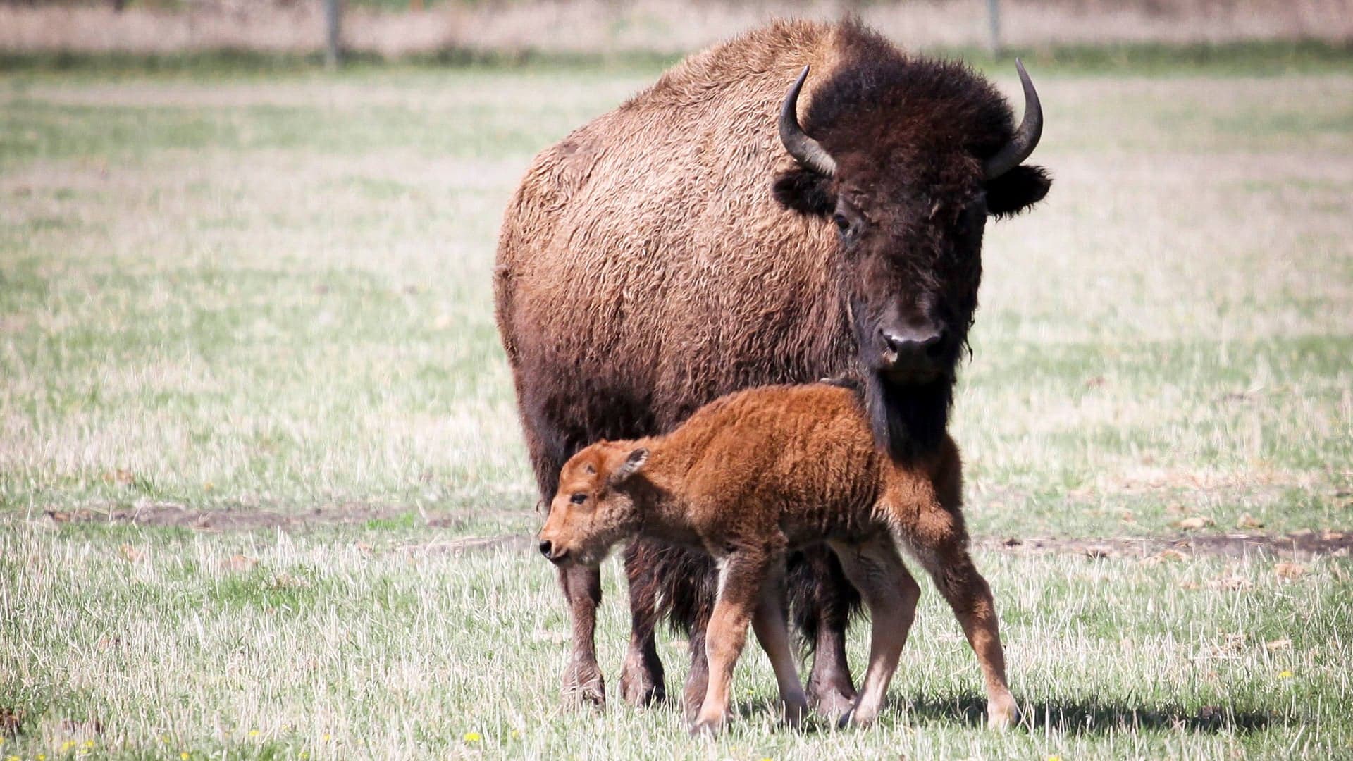 What it feels like to hang with bison