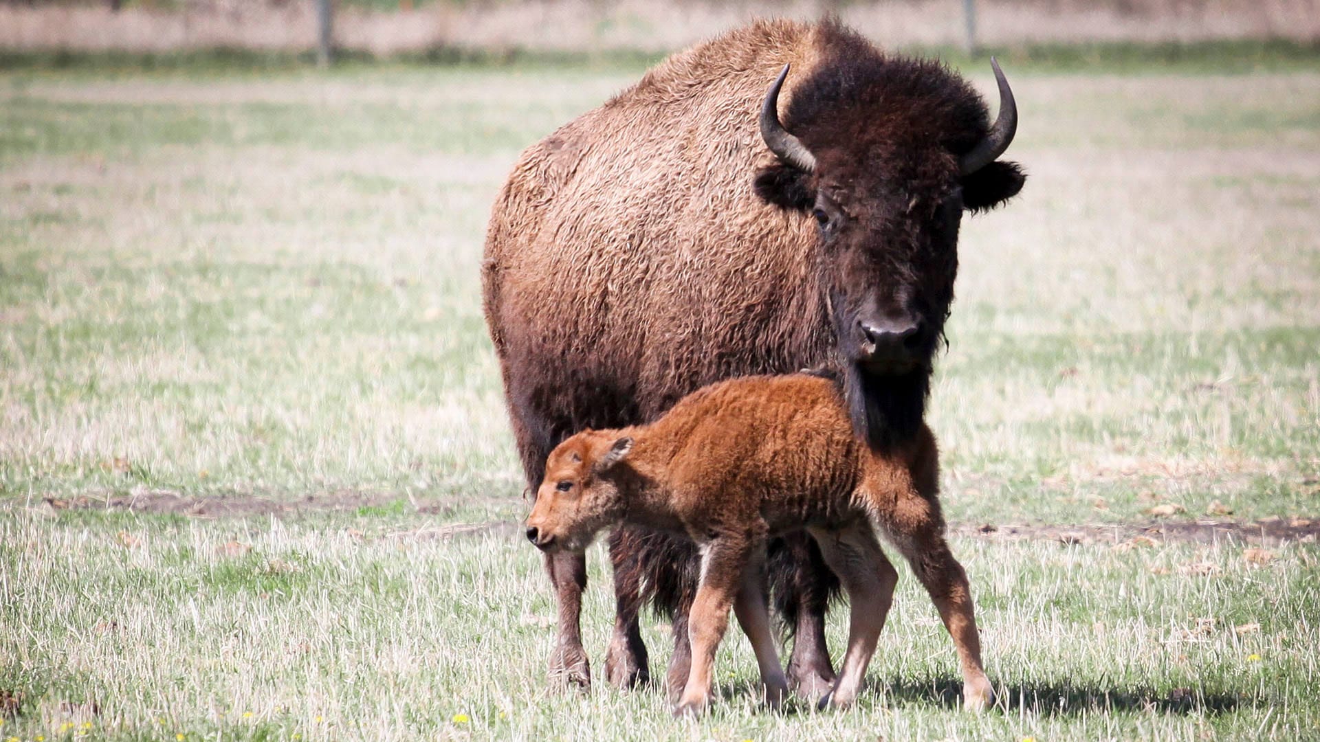 13639244001_4306740415001_FINAL-Bison-1920x1080.jpg