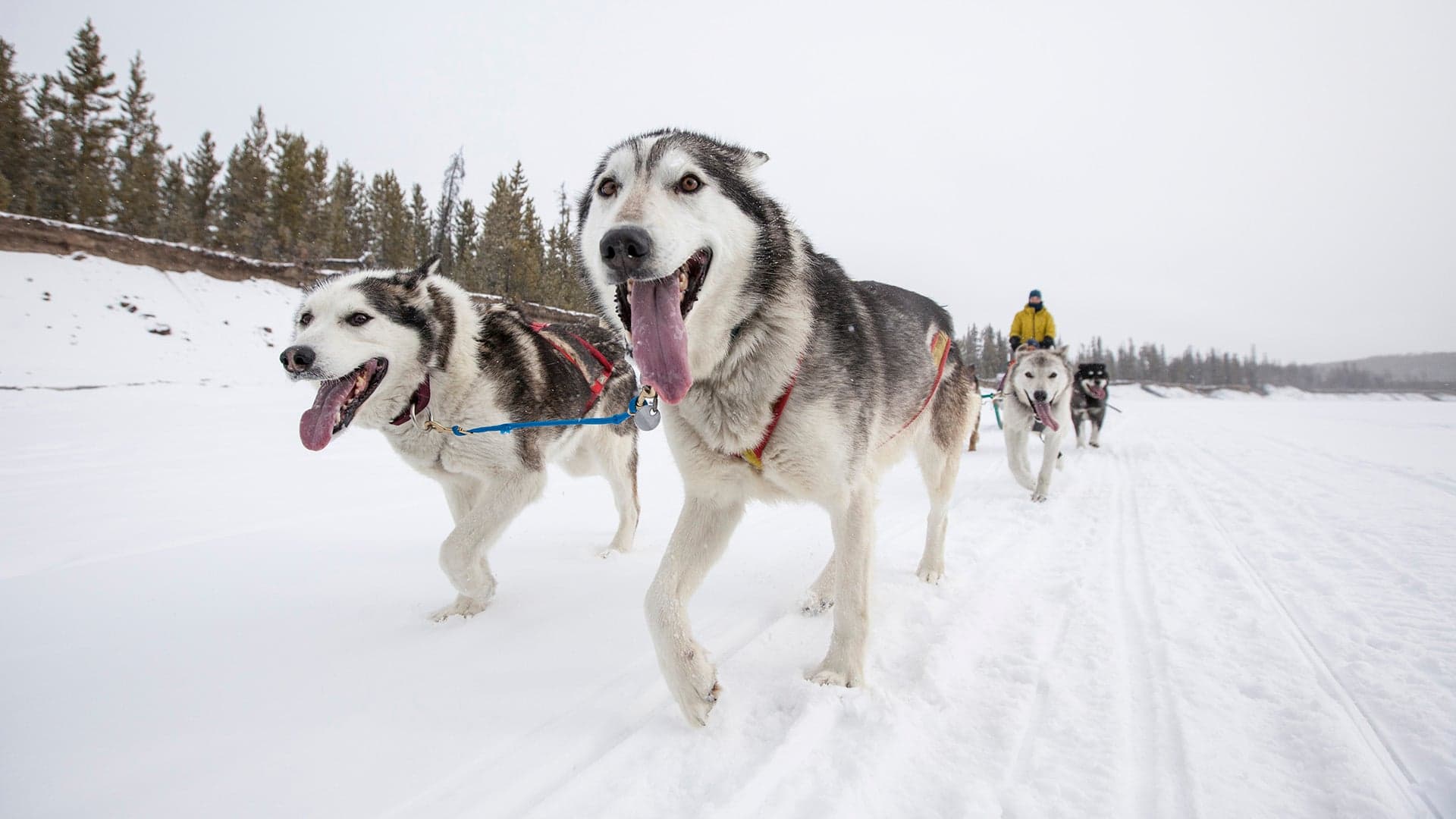 What it feels like to be a sled dog in the Yukon