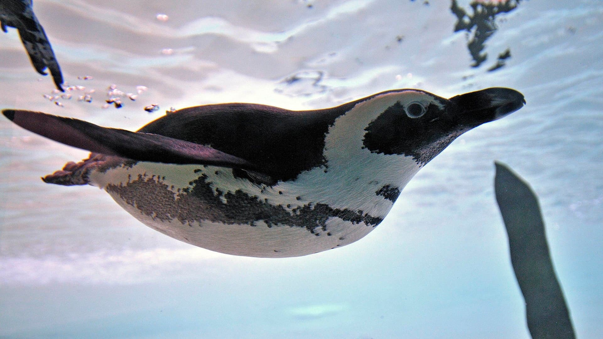 What it feels like to feed the penguins at the Toronto Zoo