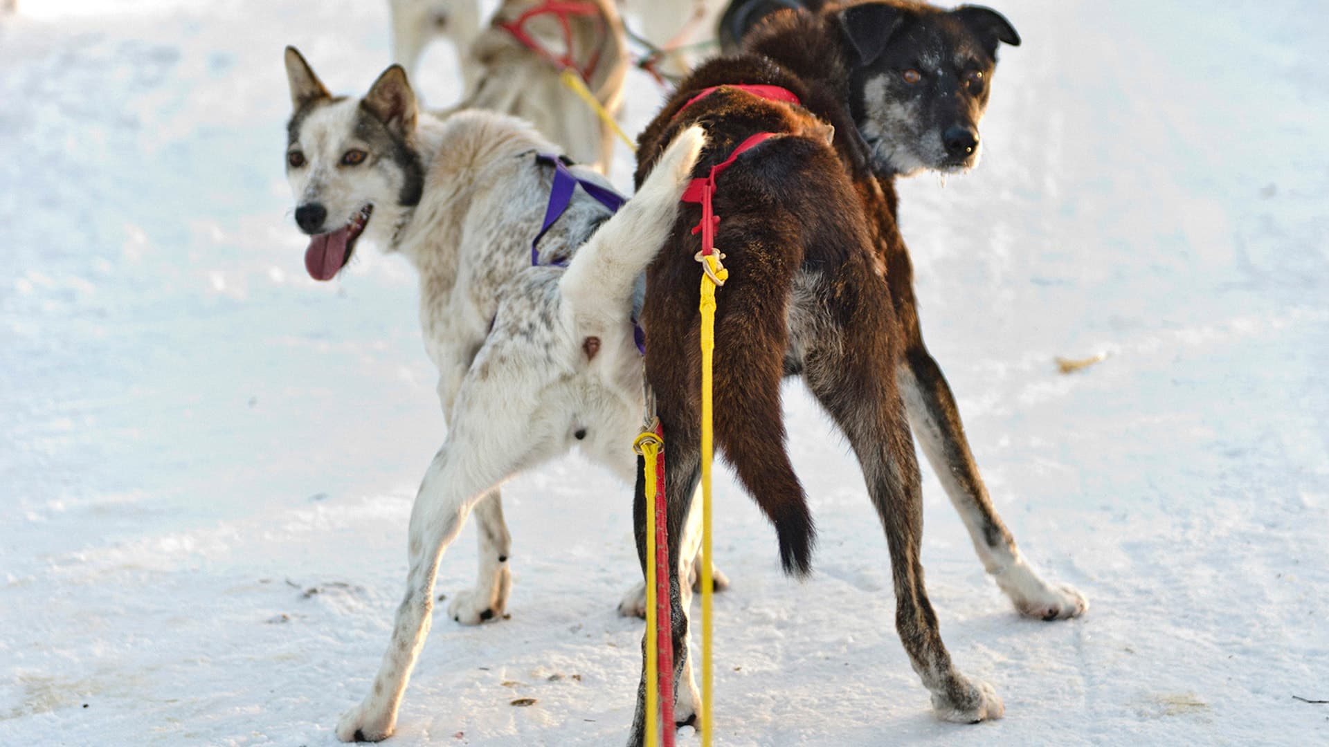 What it feels like to skijor in the Yukon