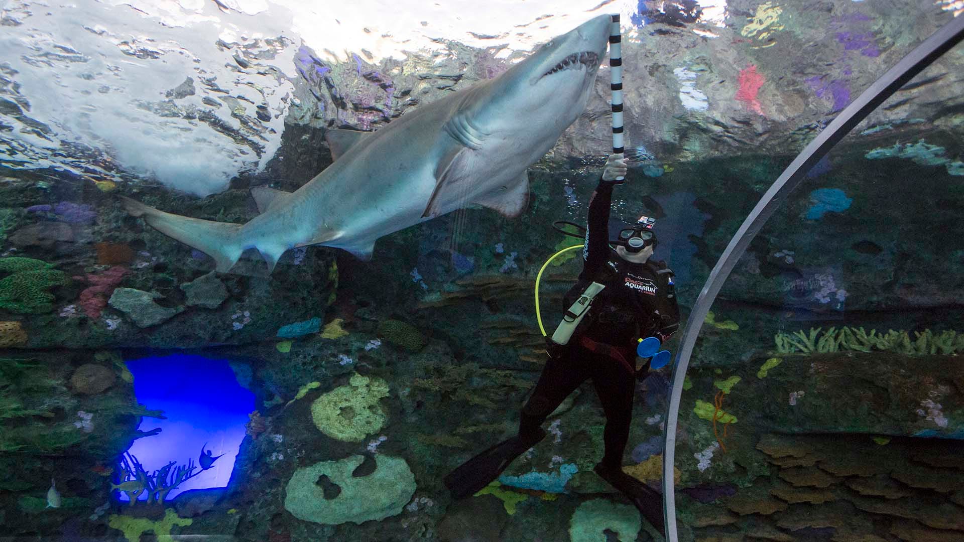 13639244001_4315888892001_FINAL-SwimSharks-1920x1080-1.jpg