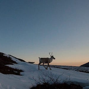 A female caribou moving across a spring landscape. During spring, when temperatures rise , the caribou will move at night when it is cooler. In the hot temperatures of afternoon, they rest.
The porcupine caribou herd are a barren ground caribou (rangifer tarandus) with the longest land mammal migration in the world ~ the migration covers of 1,500 miles or 2,400 km each year ~ they migrate form the arctic lands of Yukon and Alaska to their calving and nursing grounds on the coastal plain of Ivvavik National Park and Alaska's Arctic National Wildlife Refuge ~ the health of the herd is threatened by possible oil and gas development in ANWR near the Prudhoe Bay oil fields
The Gwich'in people of Yukon, NWT and Alaska depend on the caribou for their cultural, physical and spiritual sustenance ~ living in 13 communities throughout the North, the subsistence lifestyle of the Gwich'in is based around the caribou and hunting them during migration
These images were taken during a month long ski and hiking expedition to intercept and follow the herd as they migrate in late winter and spring ~ the expedition started in Old Crow Yukon on skis and finished in Ivvavik National Park. (PETER MATHER)