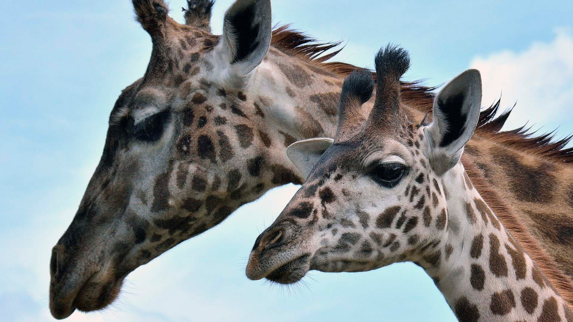 What it feels like to feed the giraffes at the Toronto Zoo