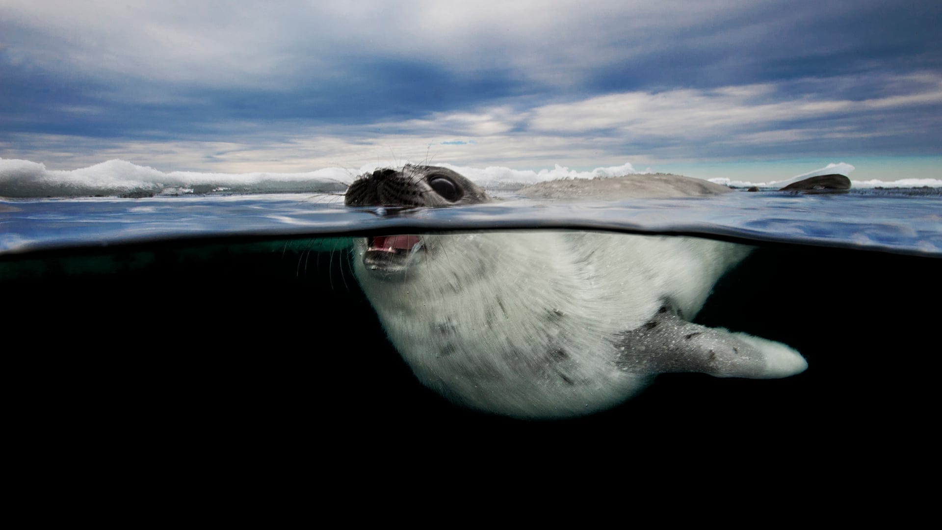 13639244001_4354623790001_MAC30-148-SWIMMING-WITH-SEALS-BRIGHTCOVE.jpg
