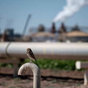 A Burrowing Owl rests outside a geothermal power plant in Imperial County, CA on April 18, 2015. The Salton Sea serves as a refuge for a variety of wildlife. (Bonnie Jo Mount/Getty Images)
