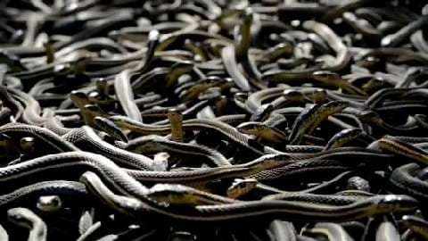 Snakes of Narcisse
