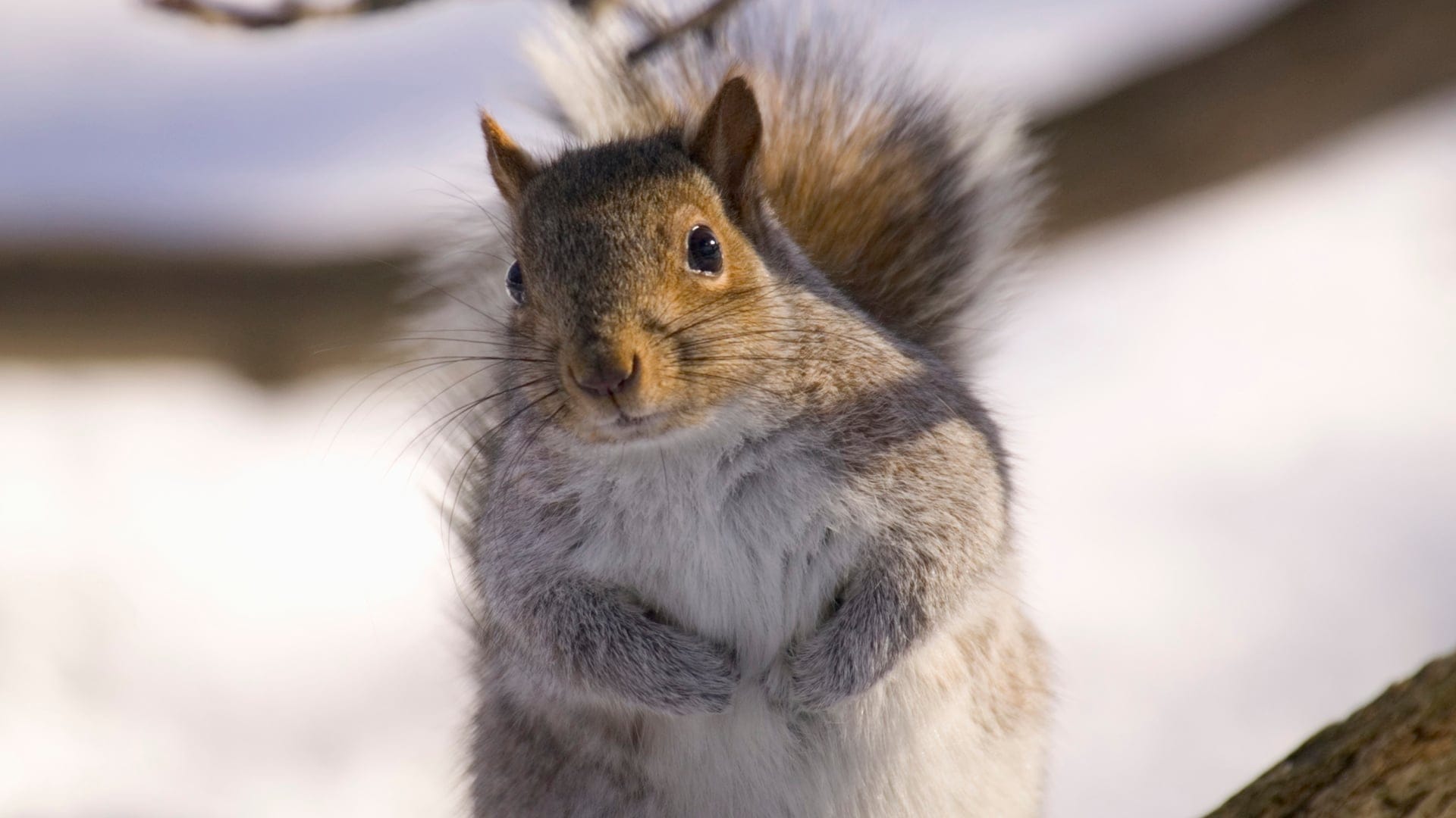 13639244001_4451134945001_FINAL-Squirrel-800x600.jpg