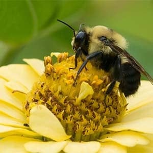 Common Eastern Bumblebee collecting nectar from a yellow flower. (Shutterstock)