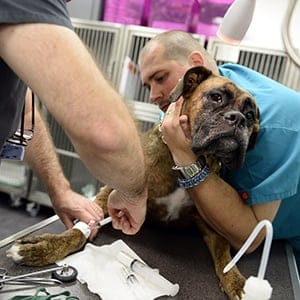 A dog is treated for cancer at the Eiffelvet veterinary clinic on 22 September, 2014 in Paris. (Lionel Bonaventure/AFP/Getty Images)