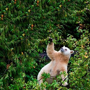 A Kermode bear mother climbs a crab apple tree to grab its fruit.