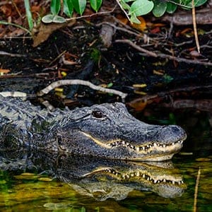 American alligator. (Arto Hakola/Getty Images)