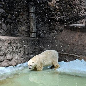 Arturo, the only polar bear in Argentina, living in captivity at a zoo in Mendoza, 1050 km west of Buenos Aires, is pictured at his enclosure on February 5, 2014. Specialists and activists lobbied to transfer old Arturo to a zoo in Canada to spare him from the Argentine heat. (Andres Larrovere/AFP/Getty Images)