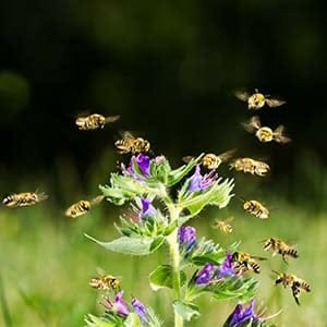 Grande Prairie Regional College Bee Diagnostic Centre