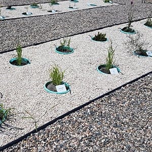 Assiniboine Community College Weed Identification Garden