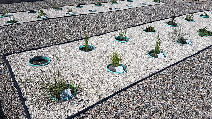 Assiniboine Community College Weed Identification Garden