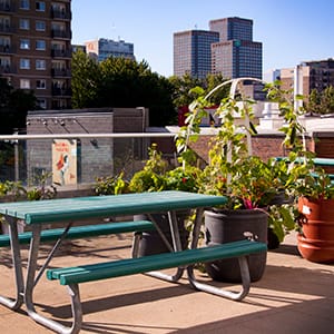 The rooftop garden at Cégep du Vieux Montréal. (Cégep du Vieux Montréal)