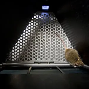A mouse in the Bussey-Saksida touchscreen chamber at the University of Western. (Photograph by Nick Iwanyshyn)