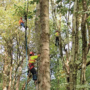 Utility Arborist Program students