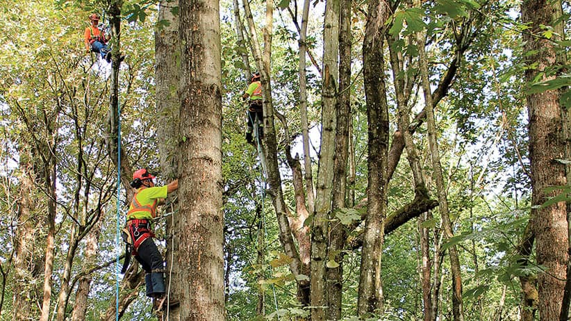 Utility Arborist Program students