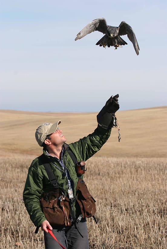 Falconry