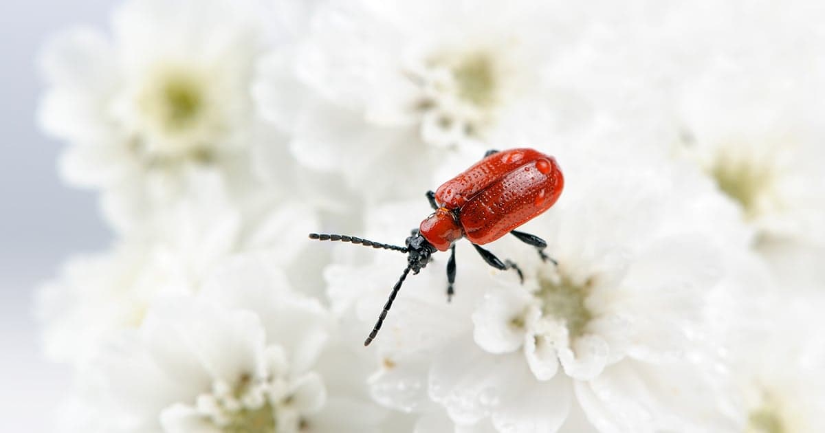 Lily leaf beetle
