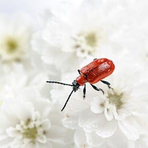 Lily leaf beetle