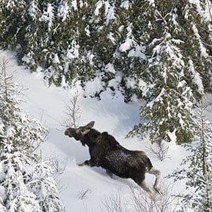 Moose as seen from helipocter