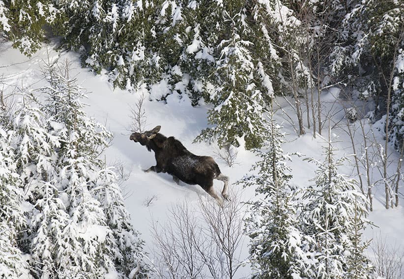 Moose as seen from helipocter