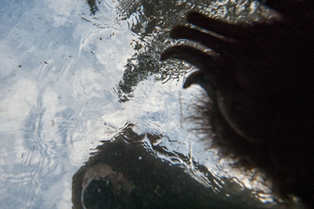 Grizzly bear from the point of view of a salmon.
Chum Salmon and Grizzly Bears in Fishing Branch Park, Yukon, Canada. Known as ice bears, because they fish for salmon in early winter and get covered in icicles. Bear Cave Mountain eco-tours. The salmon have migrated over 1500 miles up the Yukon, Porcupine and Fishing Branch River. (Peter Mather)