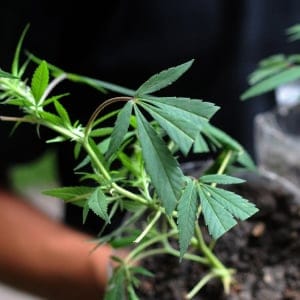 Image taken on Feb. 20, 2014 shows a man showing his outdoor cannabis crop at his home, in Montevideo, capital of Uruguay. The parliament approved on Dec. 10, 2013 a law that made Uruguay the first country in the world on having a legal cannabis market, from its crop to its sale, that will be in pharmacies. According to the law, each person interested, and previously registered, could buy an amount of 40 grams of marihuana per month, and the law allows the possibility of a personal crop up to six plants per family and 480 grams of harvest yearly. Since its approval, the 120 days that the Government has to regulate this law and to define the essential issues that have not been processed on the legal text have passed. Nicolas (Celaya/Xinhua/eyevine/Redux)