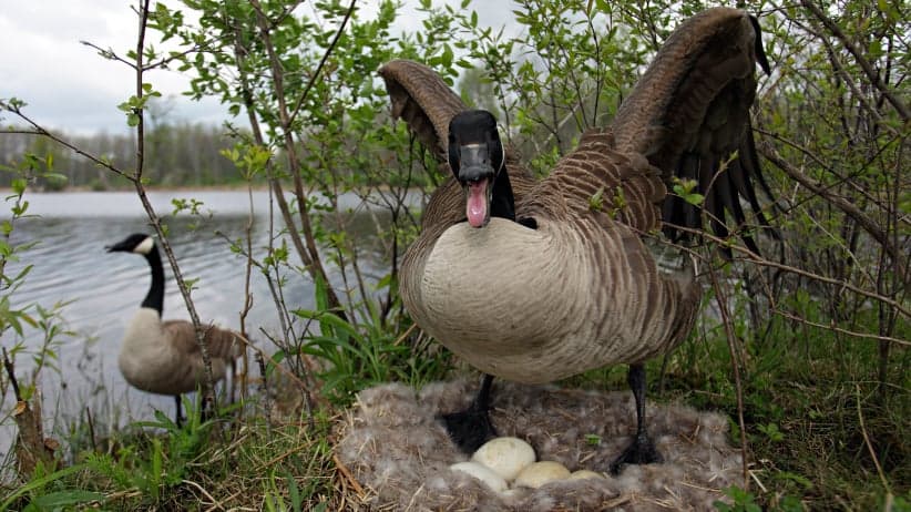 Canada goose
